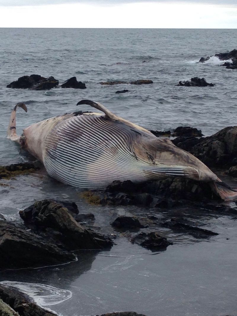 Whale washed ashore at St John's Point